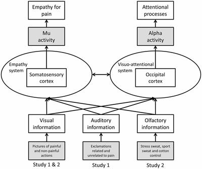 Empathic Cognitions Affected by Undetectable Social Chemosignals: An EEG Study on Visually Evoked Empathy for Pain in an Auditory and Chemosensory Context